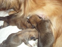 /album/listopad-2012/a18-11-2012-2-jpg/